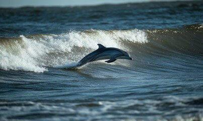 Fototapeta premium Dolphin leaping from ocean waves on a sunny day