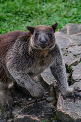 Obraz premium The Grizzled Tree-Kangaroo (Dendrolagus inustus) is a tree-dwelling