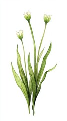 Obraz premium Delicate Watercolor Flowers and Leaves. A Beautiful Floral Illustration