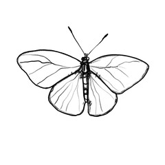 Butterfly, hand-drawn pencil drawing, illustration, black, transparent background, PNG