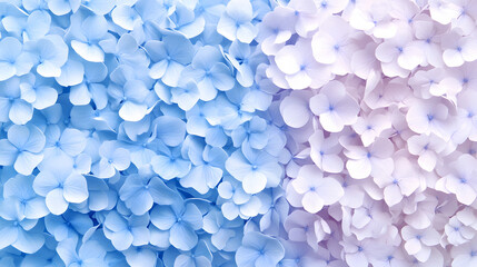 Soft pastel hydrangea petals in blue and pink hues create a serene floral background