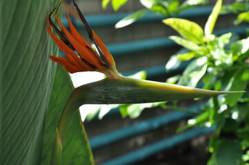 Flower with orange petals looks like a bird on a greed background