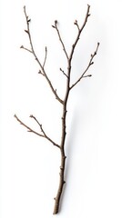 Obraz premium A Minimalist Branch Against a Pure White Background: A Study in Natural Beauty and Simplicity