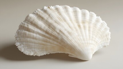 Elegant White Seashell Closeup, Ocean Nature Texture