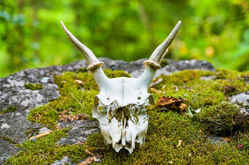 シカの頭骨