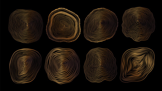 Set of linear tree stump prints. Wooden silhouette. Wood texture with concentric rings. Golden wooden annual rings textures. Tree ring pattern. Wood in cross section