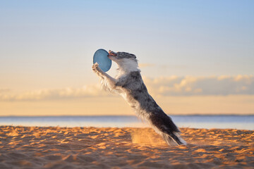 A Border Collie catches a frisbee in mid-air on the beach at sunset, with sand flying around. The...