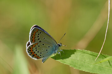 Common blue butterfly ,, Polyommatus icarus,, on wild flower in sunny summer day, Danubian wetland meadow, Slovakia