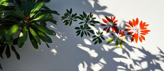 Tropical leaf shadows with varying green hues and a vibrant red accent create a captivating pattern on a bright white wall in sunlight.