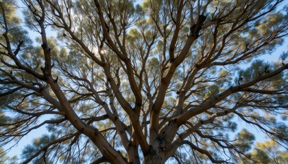 Fototapeta premium Majestic Tree Against a Clear Blue Sky