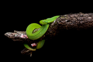 green snake on black background