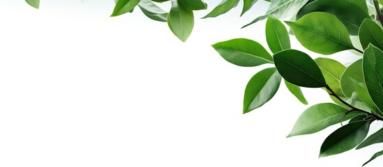 Fototapeta premium Fresh green leaves on a branch softly positioned in the top left corner against a clean white background creating an inviting copy space.