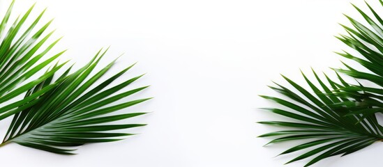 Tropical coconut leaves arranged symmetrically on white background with rich green tones conveying a vibrant summer feel and freshness.