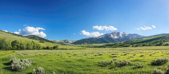 Fototapeta premium Vast spring green landscape with lush meadows and scattered shrubs under a bright blue sky and soft cloud formations in the background.