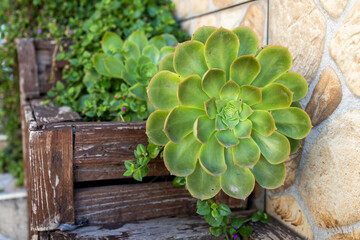 .Aeonium haworthii, also known as Haworth's aeonium or pinwheel, in a wooden box as decoration for an indoor garden in a Mediterranean house.