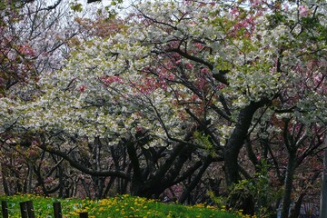 Fototapeta premium 春の訪れを告げる満開の桜