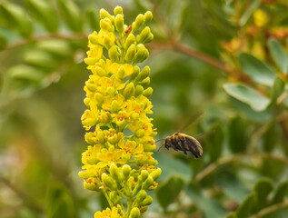 Valley Carpenter Bee: Insects in Nature