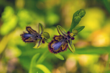 Ophrys Bifolium in the wild nature or in the garden.