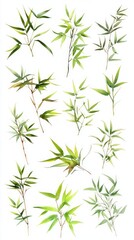 Delicate Bamboo Leaves Watercolor Illustration: A Fresh and Elegant Botanical Design for Nature Lovers