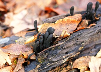 (Xylaria) mushrooms