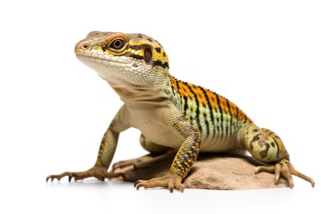 Obraz premium Sand lizard wildlife reptile animal.