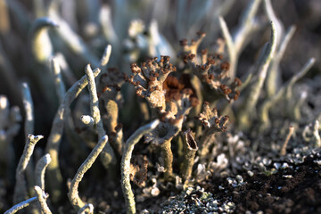 macro photography with clusters of lichens and their spores