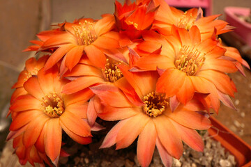 many flowers opened at the cactus at the same time like a chic scarlet blanket