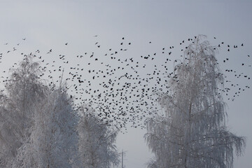 A large flock of birds in flight. A cloud of black rooks in contrast against the background of white snow-covered birch branches
