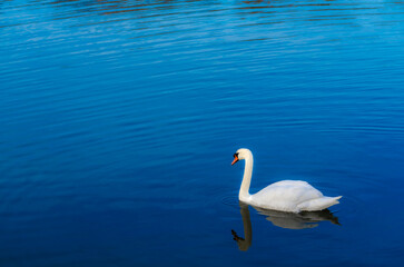 Obraz premium White swan swimming on the lake. Beautiful white swan on blue water.