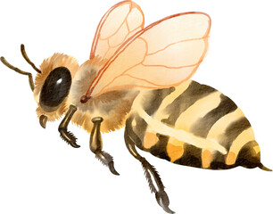 watercolor bee