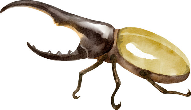 watercolor beetle
