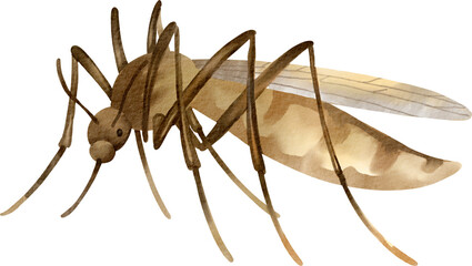 watercolor mosquito