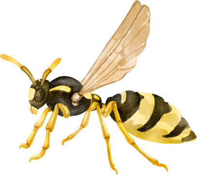 watercolor wasp, black and yellow, flying clip art preview