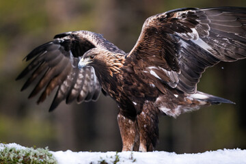 Golden eagle wings wide open in forest