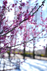 梅の花の景色/Plum blossom scenery