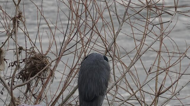Grey heron - ardea cinerea