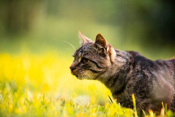 cat in the grass
