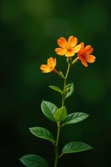 Obraz premium Delicate orange blooms against a dark green olive hue, foliage, nature