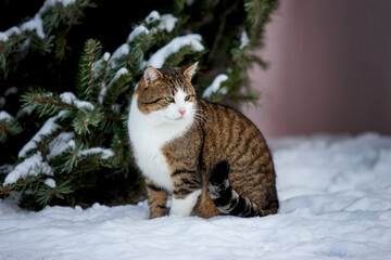 cat in snow