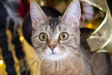 portrait of a cat