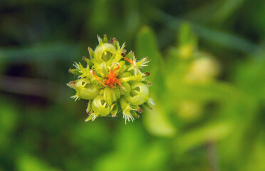 Strange Plant: Macro Photography in Nature