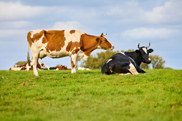 Cattle on meadow against blue sky