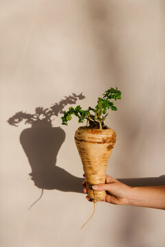 A large parsnip held up by a women's hand against a white wall in the sunlight.