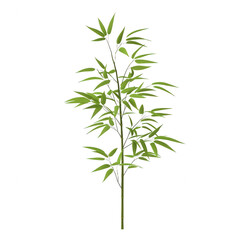 Obraz premium A vibrant bamboo plant highlighting its lush green leaves and elegant structure.