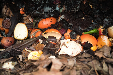 Photo of a compost pit containing various organic materials in various stages of decomposition....