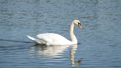 Fototapeta premium Graceful white swan gliding peacefully across a tranquil lake with its reflection shimmering in the water, beauty, peaceful, bird