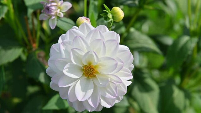 Dahlia  white
