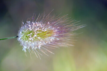 Hare's tail grass, Plant macro photograpy