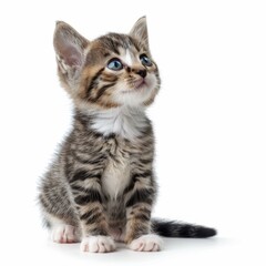 Cute baby cat with striped fur and blue eyes gazing upwards in wonder, isolated on white