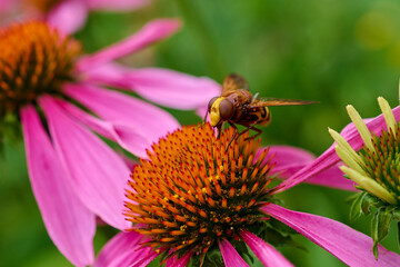 Beautiful marmalade hoverfly ,,Episyrphus balteatus,, pollinates wildflower in summer day, Danubian...